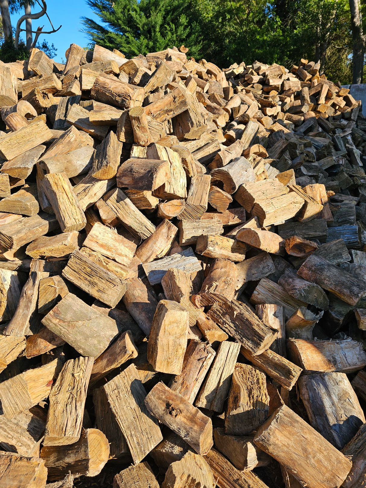 Sugargum Firewood