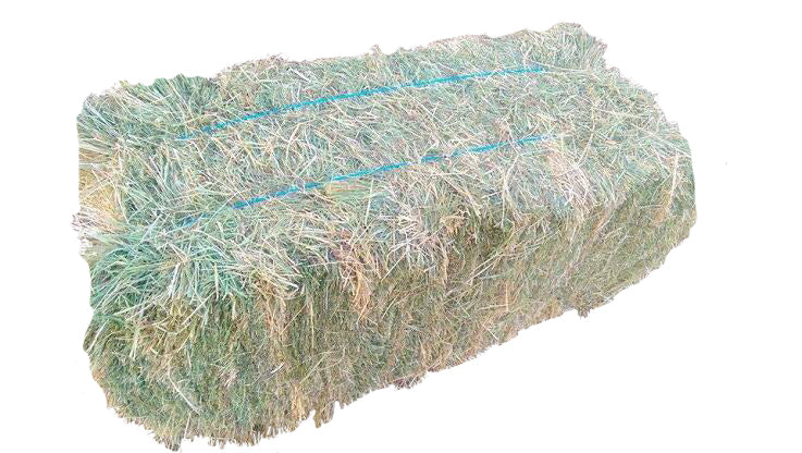 Teff Grass Hay Bale